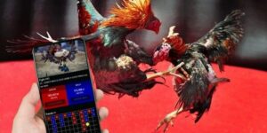 Bongvip: Sân chơi đá gà cựa sắt online hấp dẫn nhất hiện nay